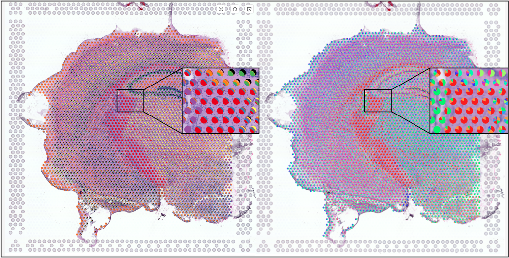A Part-to-Whole Circular Cell Explorer